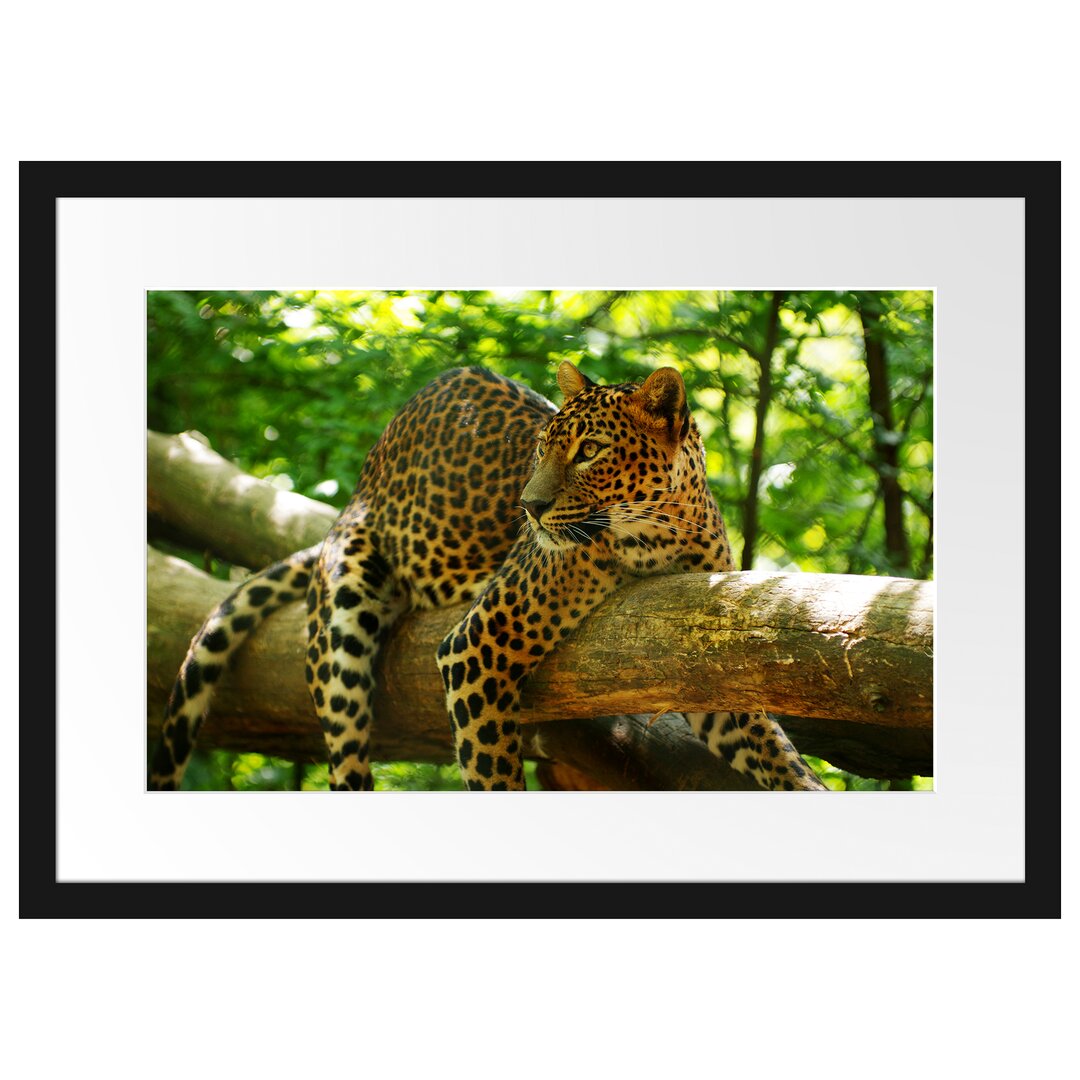 Gerahmtes Poster Leopard auf Ast