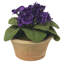 Blooms African Violet Plant In Terracotta Planter-2125946358-2125812947