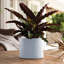 Pot à fleurs rond intérieur / extérieur en plastique moderne avec soucoupe-1944428763-1933896410