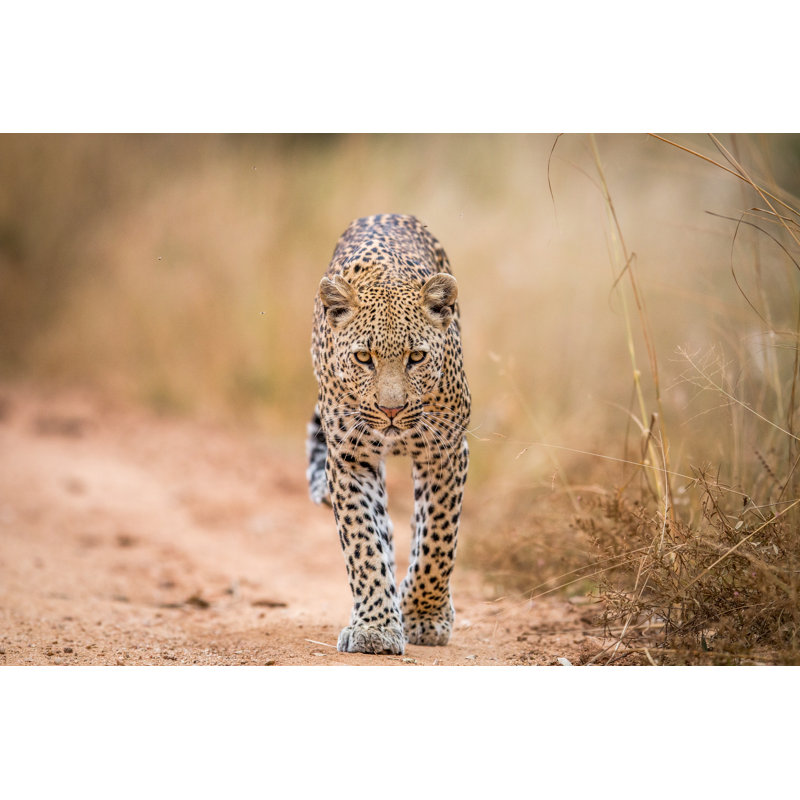 A Leopard Walking Towards The Camera In The Kruger by Simoneemanphotography - Wrapped Canvas Print, 30cm H x 46cm W