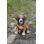 Animals Weather Resistant Water Resistant UV Resistant Polyresin Garden Statue