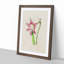 Pink Amaryllis Flower Illustration - Framed Print-55616541-55616543
