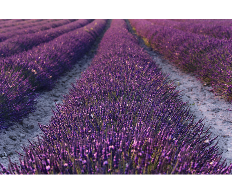 Wrapped Canvas Print, 81.28cm H x 121.92cm W