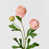 Champagne-Pink