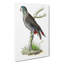 Dusky Parrot by George Shaw - Wrapped Canvas Painting-55304269