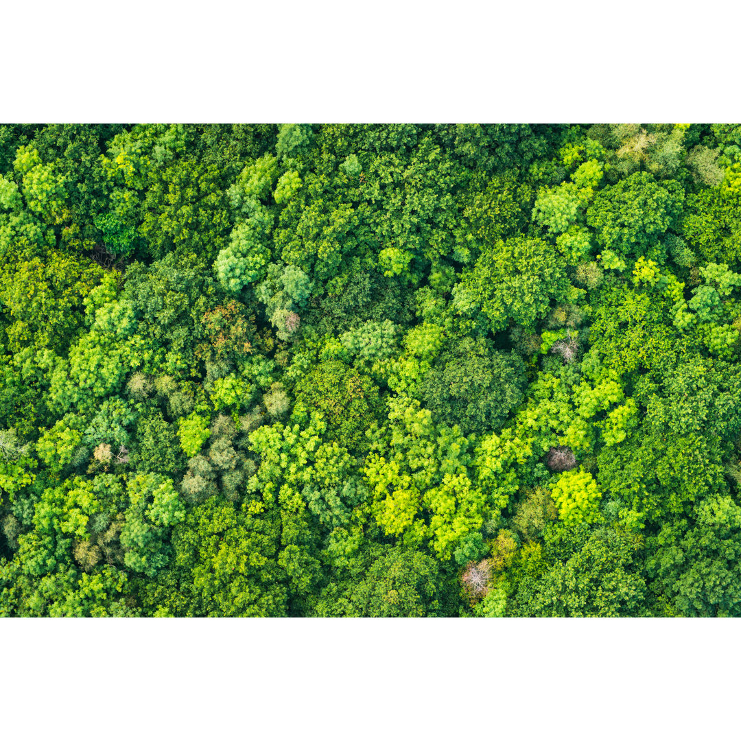 Natürlicher Wald Hintergrund von FotoVoyager - Drucken