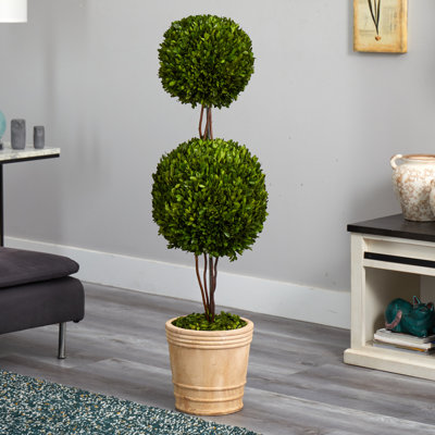 48'' Boxwood Topiary in Ceramic Planter