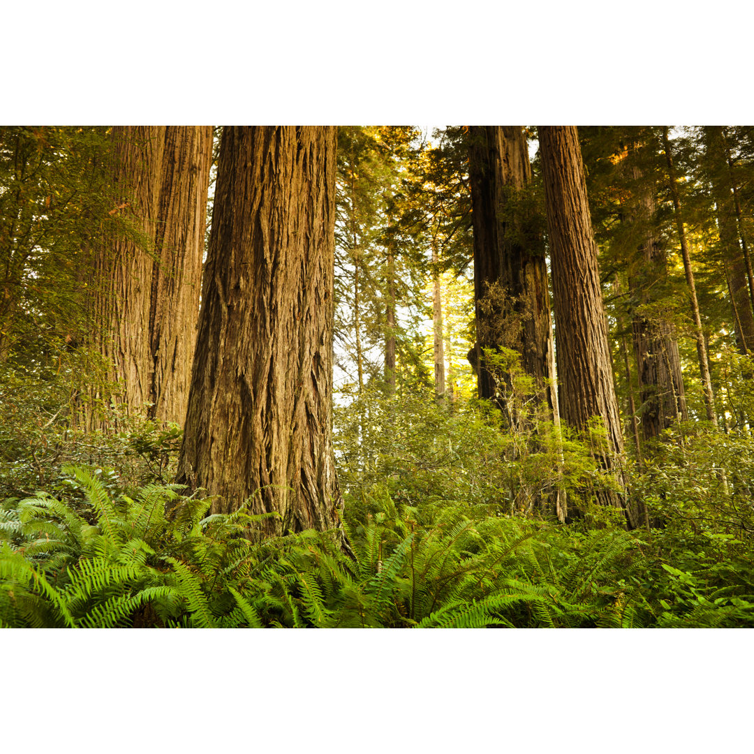 Redwood Trees In The Forest von Pgiam - Kunstdrucke ohne Rahmen auf Leinwand