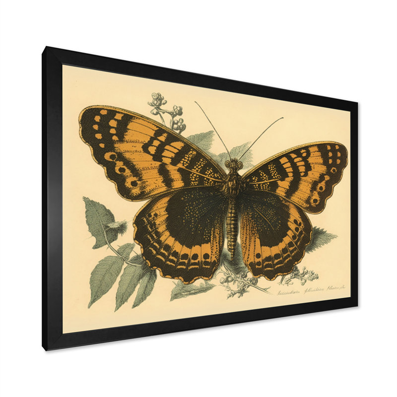 «Aneia Vintage Illustration Of Butterfly I», reproduction sur toile, Impression noire sur toile encadrée