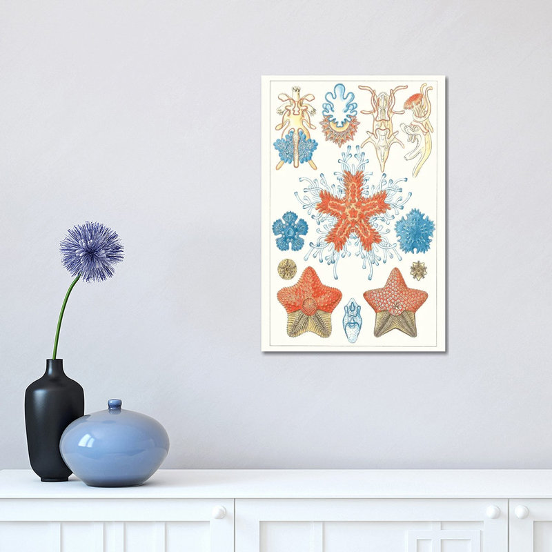 Sealife Species I by Vision Studio - Wrapped Canvas Print, 30.48 cm H x 45.72 cm W