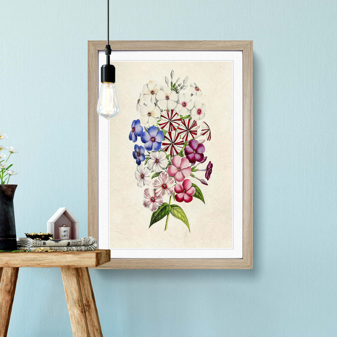 Illustration of a Petunia Flowers - Framed Print