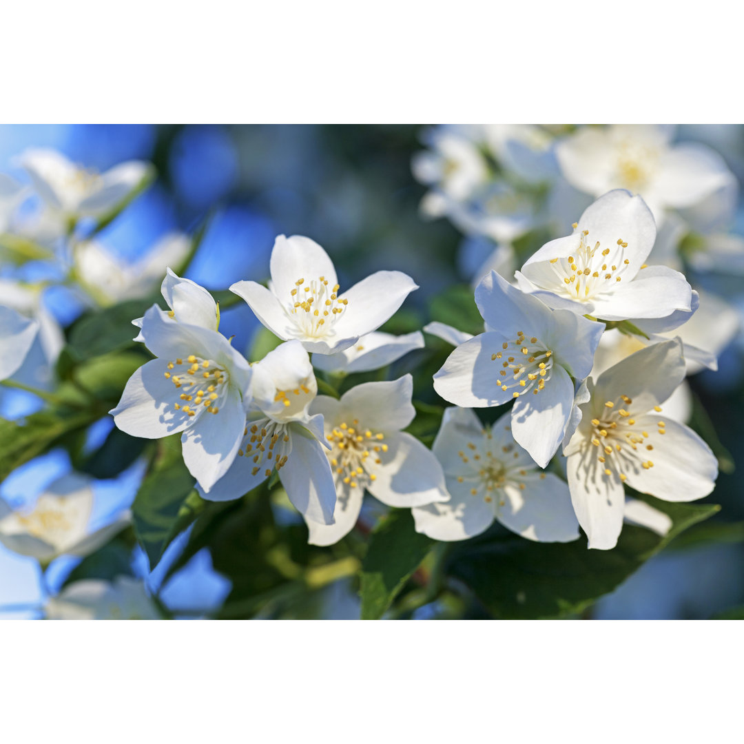 Weiße Jasminblüten von Ligora - Leinwandfoto im Wickel