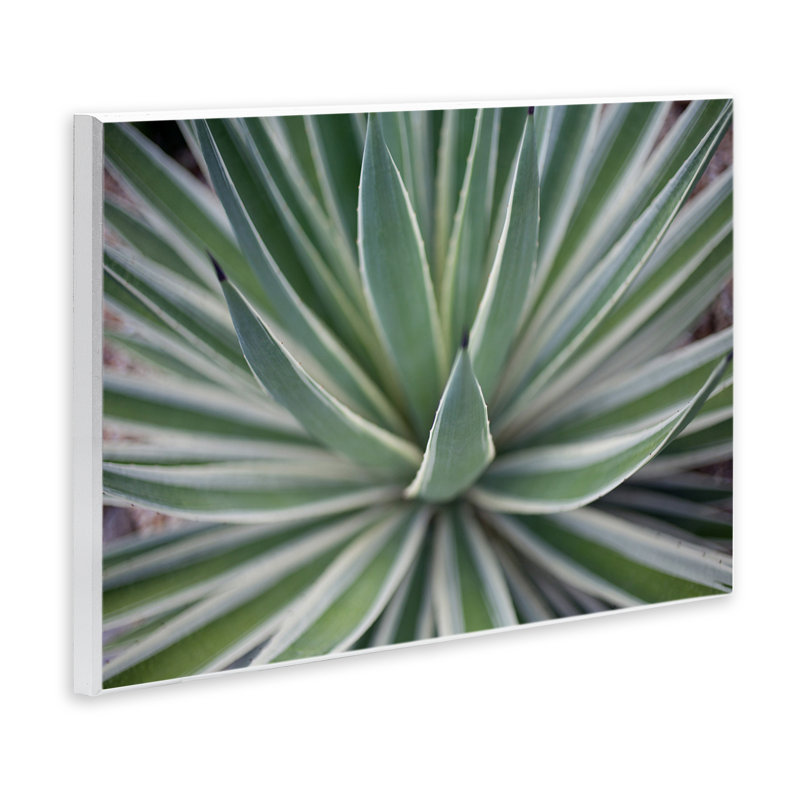 «Striped Plant Leaves» par Susan Bryant, H 10 po x l 15 po