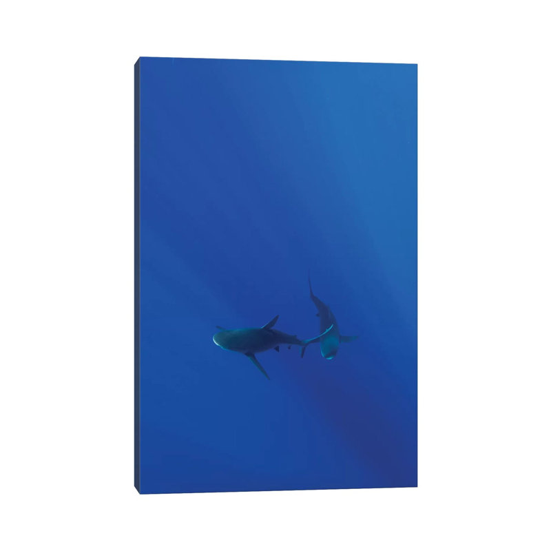 Hawaiian Shark VIII by Bethany Young - Print on Canvas, Wrapped Canvas, 66.04cm H x 45.72cm W x 3.81cm D