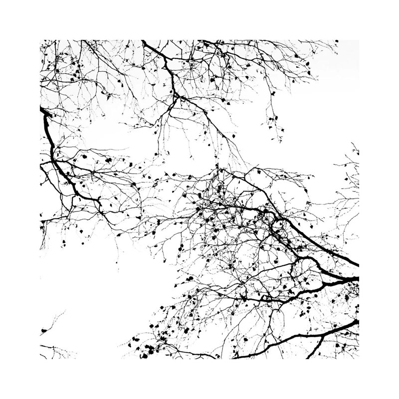 Black Branches II Square by Monika Strigel - Wrapped Canvas Painting, 30.48 cm H x 30.48 cm W