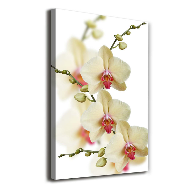 Orchid - Wrapped Canvas Print