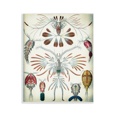  «Vintage Crustacean Diagram Wall Art» par Graffi *ee Studios