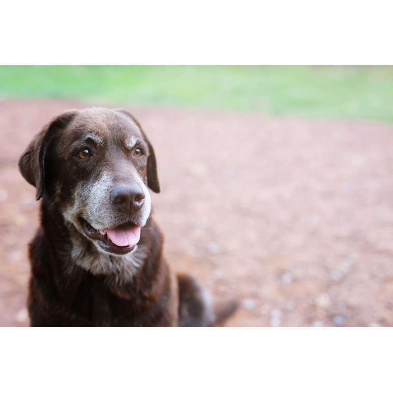 «Shelter Hound Dog» par Rattankun Thongbun - photographie sur toile tendue, L 12 po x H 8 po