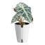Elephant Ear in Ceramic Planter