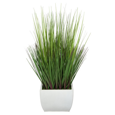 Herbe à feuillage 28 po en pot