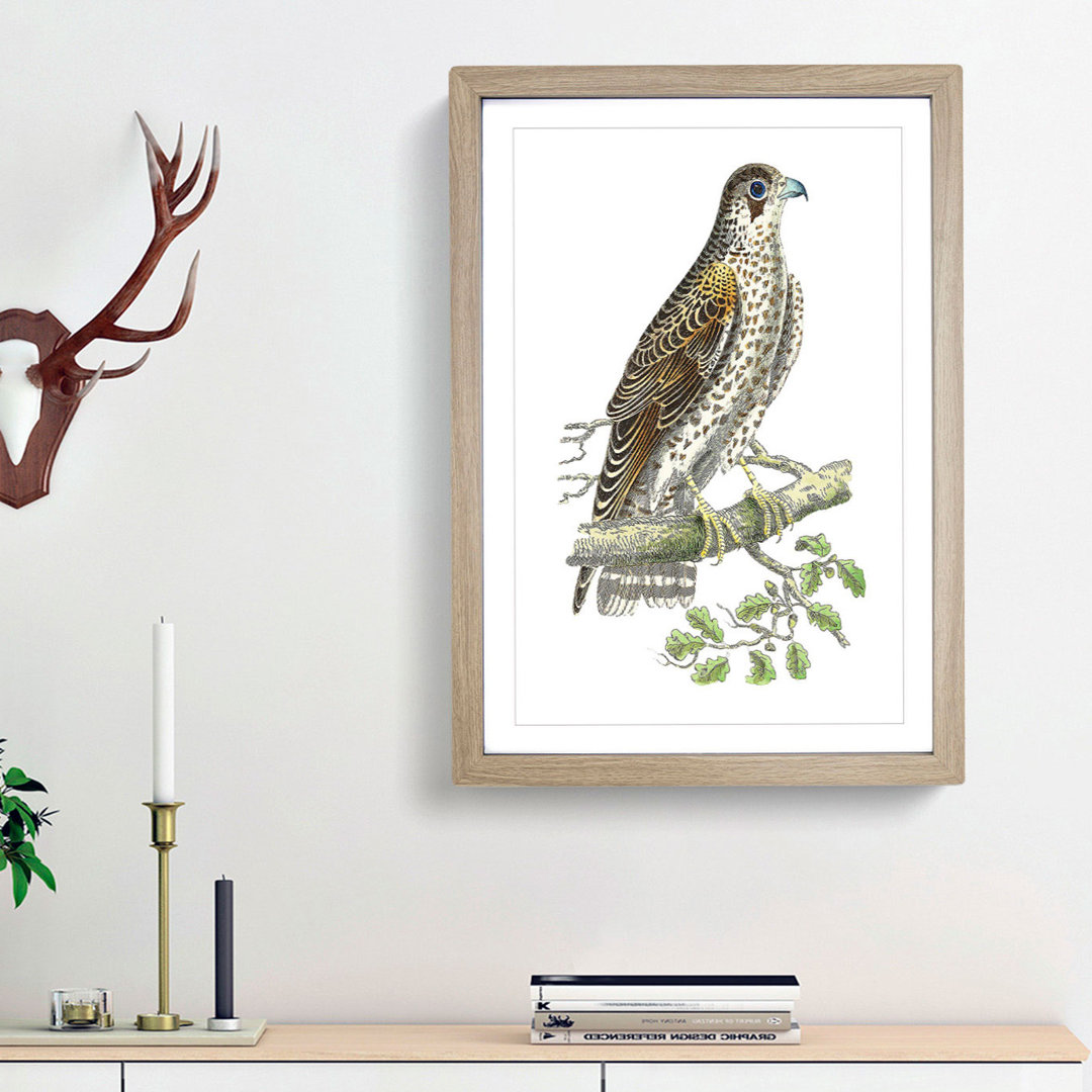 Brown Falcon by George Shaw - Framed Print
