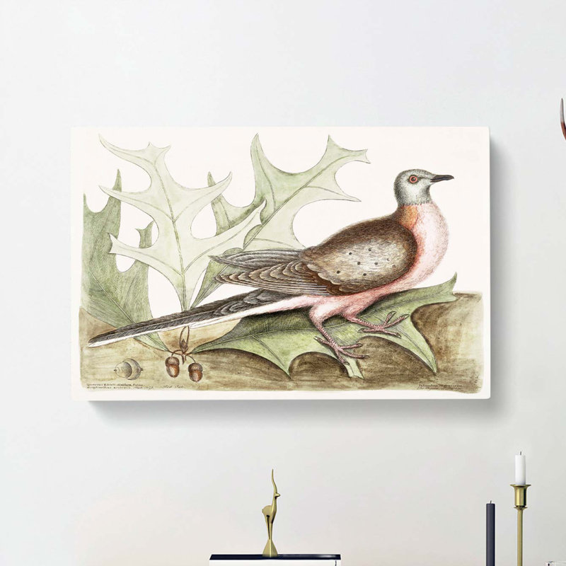 Pigeon Of Passage by Mark Catesby - Wrapped Canvas, 40cm H x 60cm W x 3cm D