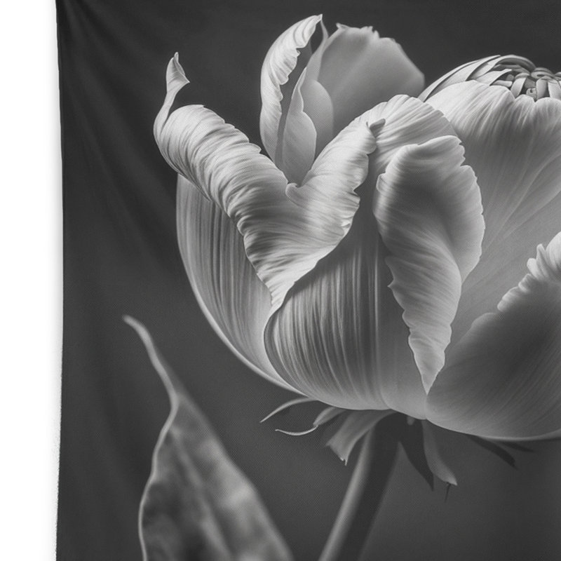 Gros plan sur une tulipe noire et blanche II - tapisserie murale florale, H 50 po x l 60 po