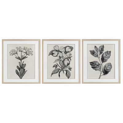 Ensemble de 3 reproductions encadrées sous verre Classic Natural Botanicals, design par Karen Smith