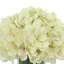 White And Pink Hydrange In Glass Vase