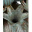 Vase tulipe Amsterdam