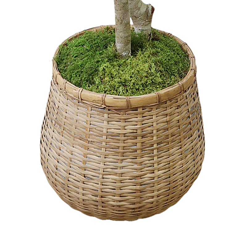 Olive Tree in Cement Pot Wrapped with Bamboo