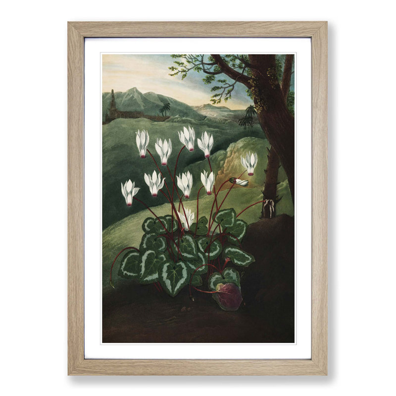 The Persian Cyclamen by R.J. Thornton - Picture Frame Painting Print, 36cm H x 27cm W x 2cm D, Oak Framed
