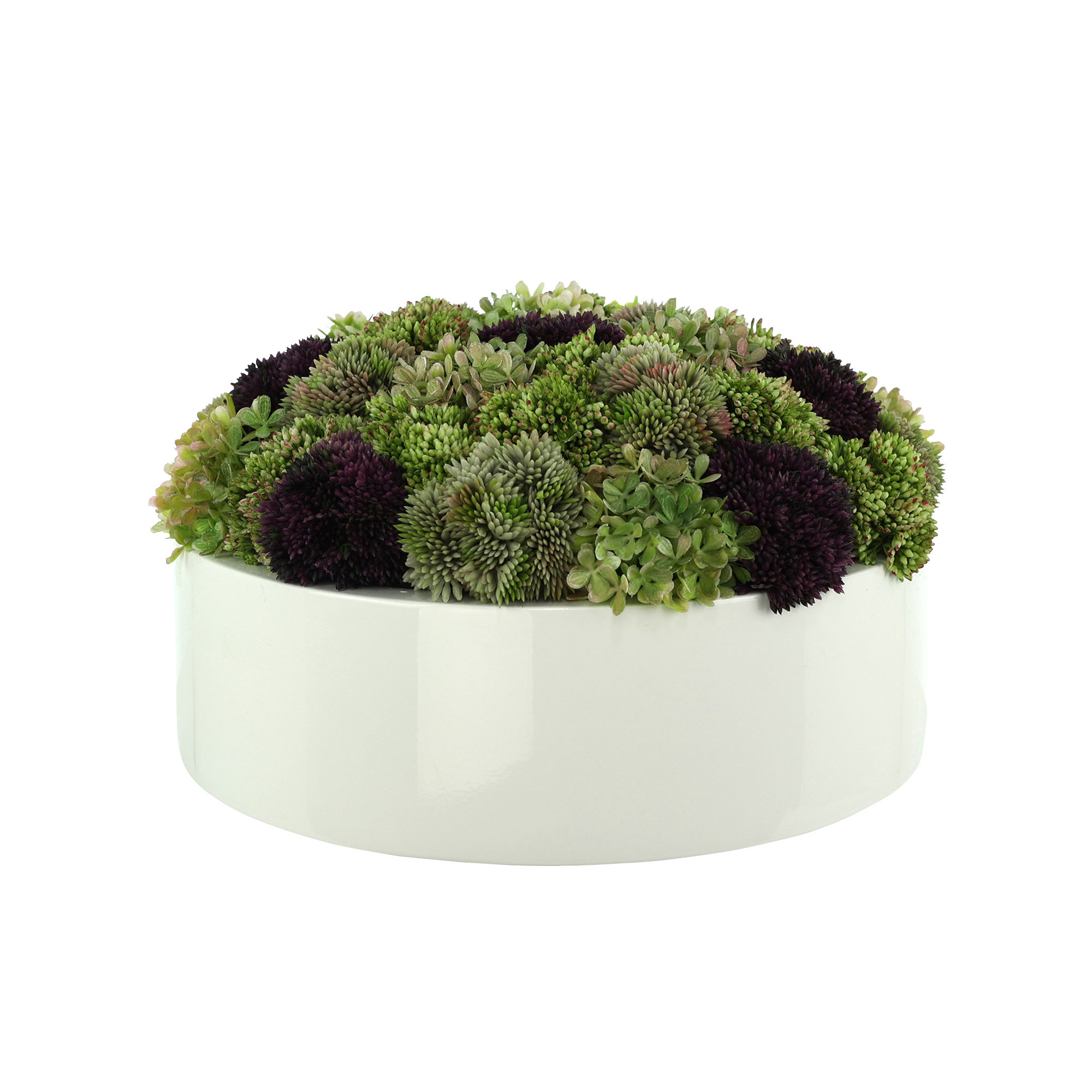 Primrue Multi Color Assorted Sedum in Planter & Reviews | Wayfair