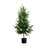 Artificial Norfolk Pine Tree-1606007049