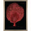 Flabellum On Black I Print