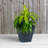 Alaunah Pot Planter-856830644-819794849