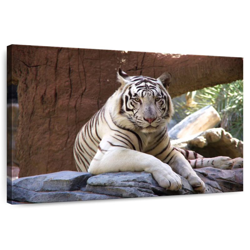 Corbeau au repos tigre blanc, H 20 po x l 30 po