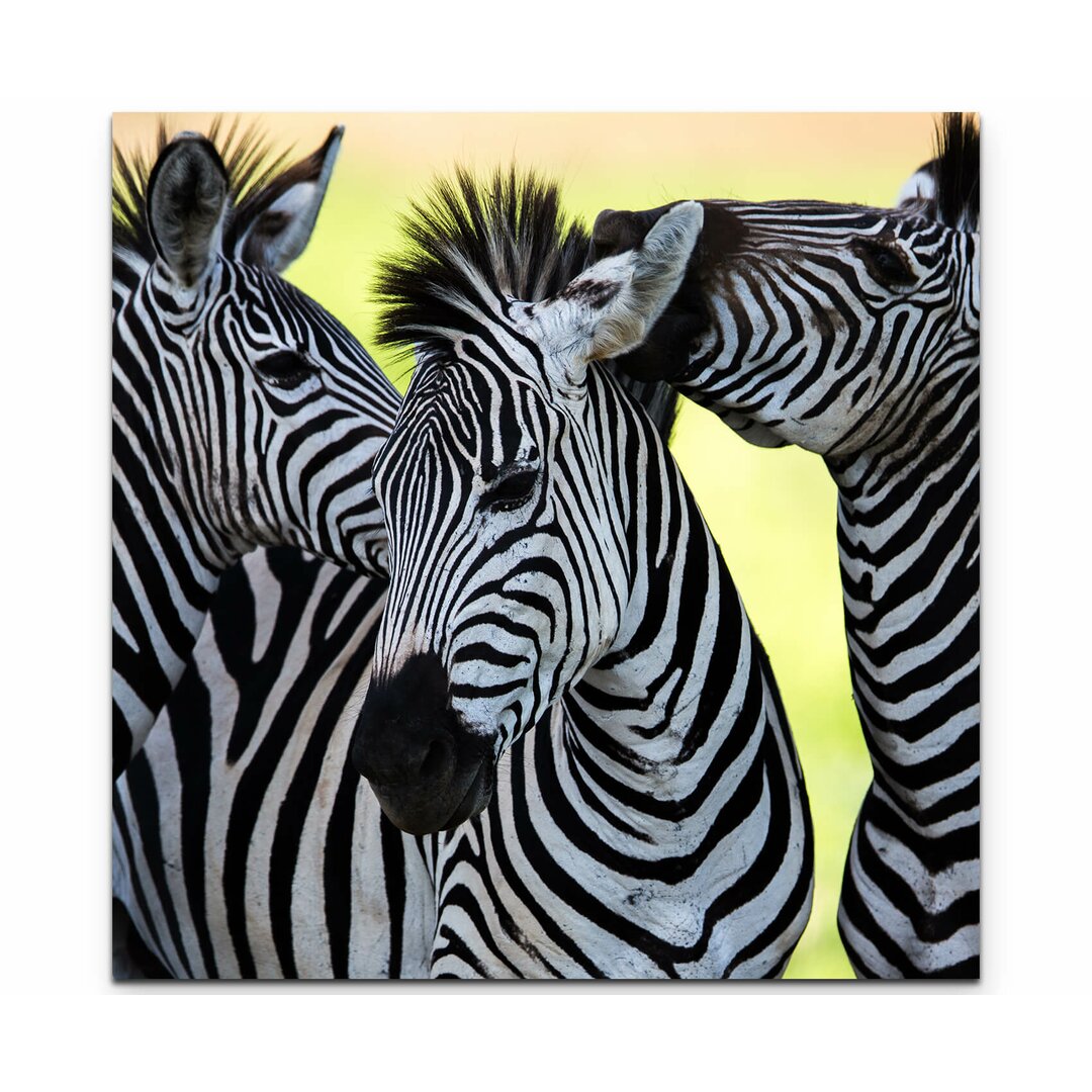 Leinwandbild Gesellige wilde Zebras