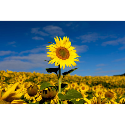 Cyprian Sunflower In Field - Photographie sur toile tendue