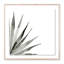 Agave II Print by Jess Engle-48615489-48615491