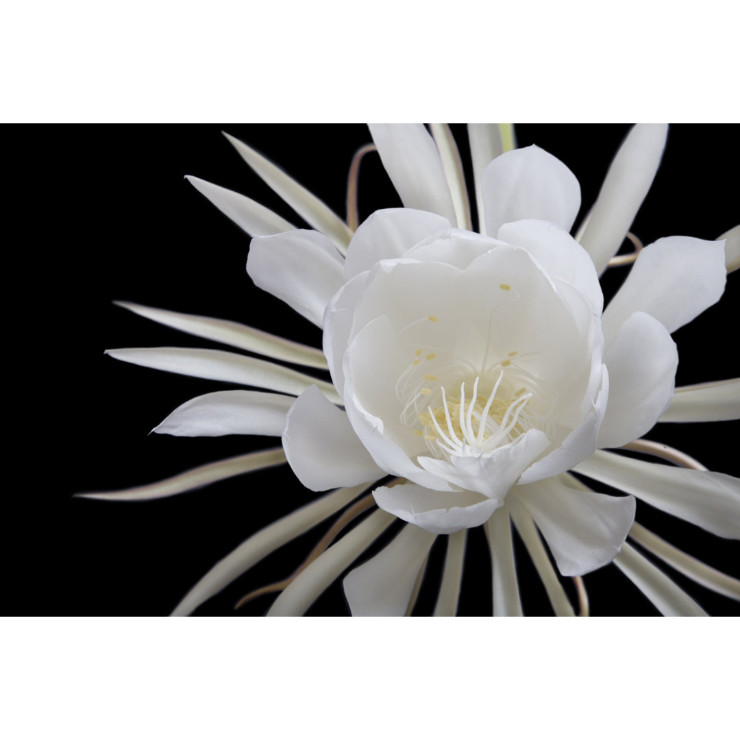 Riesige weiße nachtblühende Cereus (Epiphyllum) Blume gegen