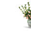 Rosier Toile Rose Arrangement