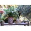 Vase de jardin en céramique émaillée, petit pot de fleurs (lot de 2) - Intérieur/Extérieur