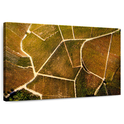 Alvord Barolo Vineyard