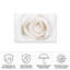 Rose blanche bolologienne-98044298