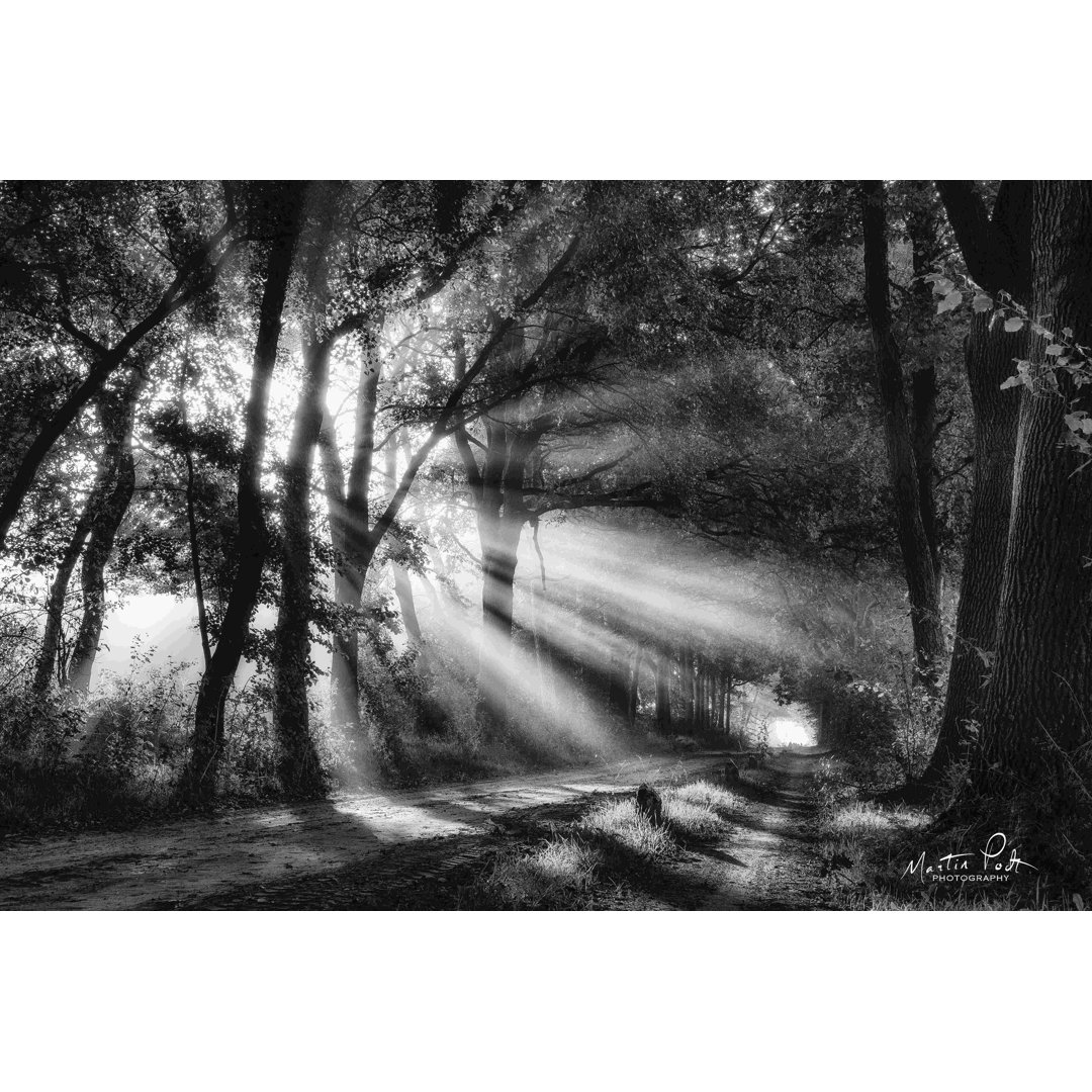 " Black And White Rays " Millwood Pines 