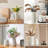 White Vase