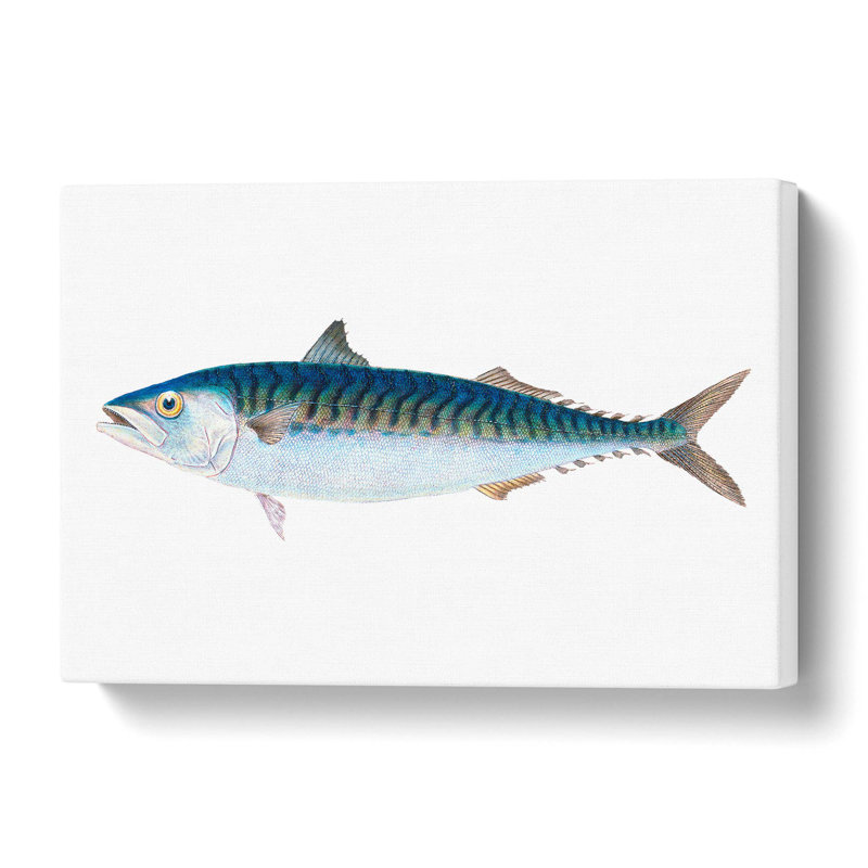 Mackerel Fish by Edward Donovan - Wrapped Canvas Painting, 35.6 cm H x 50.8 cm W