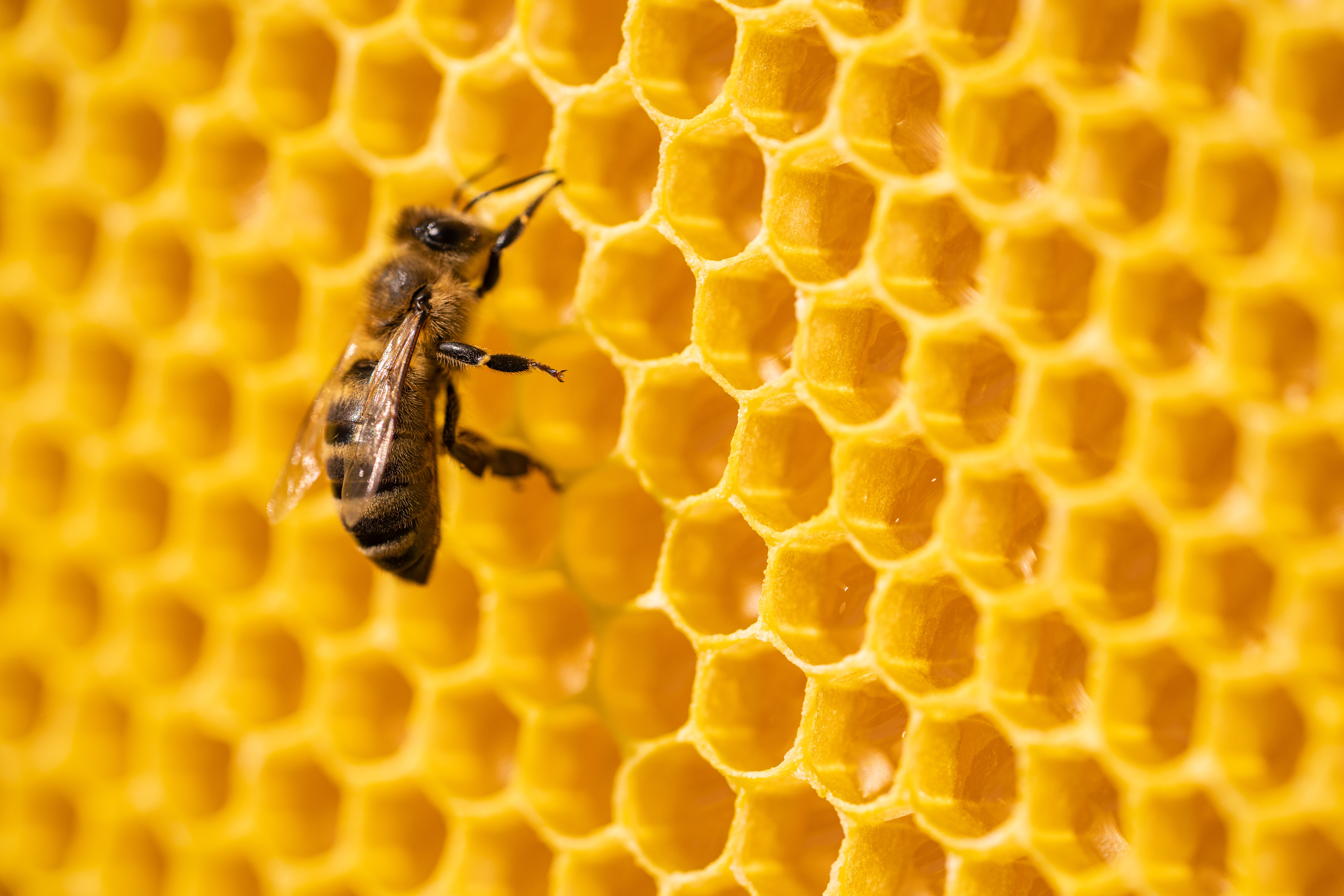 Hokku Designs Cheli Bee par Kristina Kokhanova - Wayfair Canada