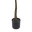 Gerda Faux Magnolia Tree Plant Plastic Pot Liner